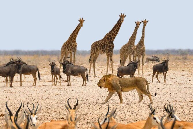 10 DAYS BEAUTY OF NAMIBIA | Guided Lodge - Swakopmund: German-flavored coastal town with desert nearby