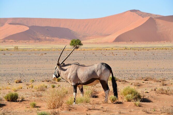 2 Days Guided Tour in Sossusvlei and Sandwich Harbor - Getting started from Swakopmund: the early departure matters