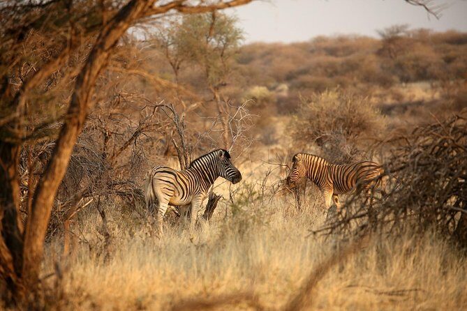 3 Day Camping tour at Etosha National Park - Day 2 to Namutoni: early starts and a full day of game drives