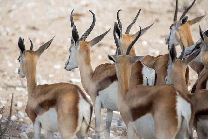 3 Day Etosha Budget Camping Safari - Day 2 sunrise to waterhole-hopping: how you maximize Etosha time