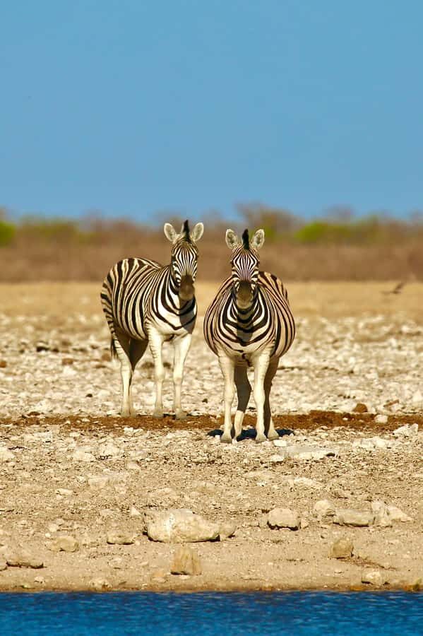 4 day Sossusvlei and Swakopmund Lodging - Dead Vlei and the Dried-Up Acacias: Why This Stop Feels Different