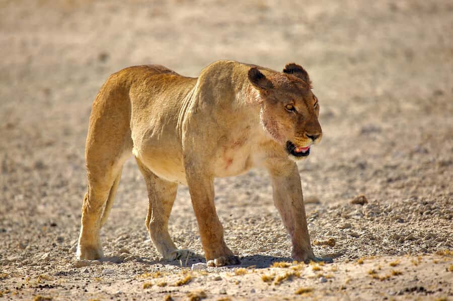 5 days Sossusvlei, Swakopmund and Spitzkoppe Camping - Key points I’d plan around