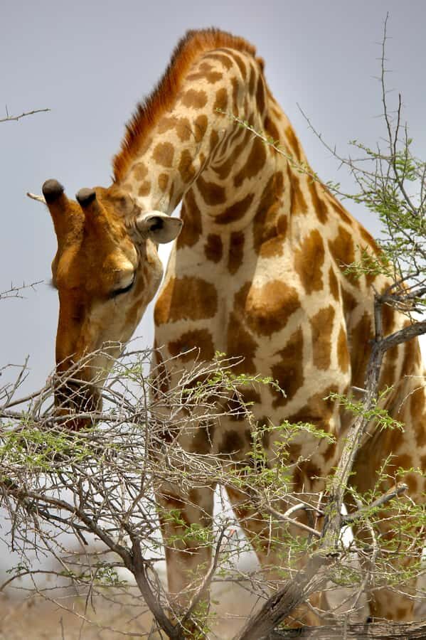 5 days Sossusvlei, Swakopmund and Spitzkoppe Camping - Walvis Bay flamingos and Swakopmund’s coastal reset