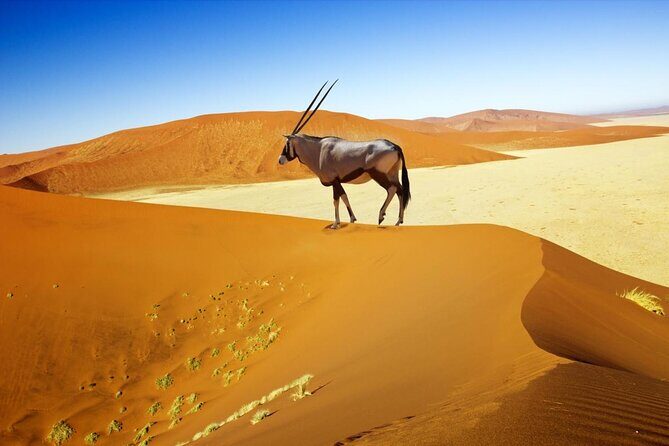 6-Day Dunes and Wildlife Accommodated Safari from Windhoek - Key things that make this safari work
