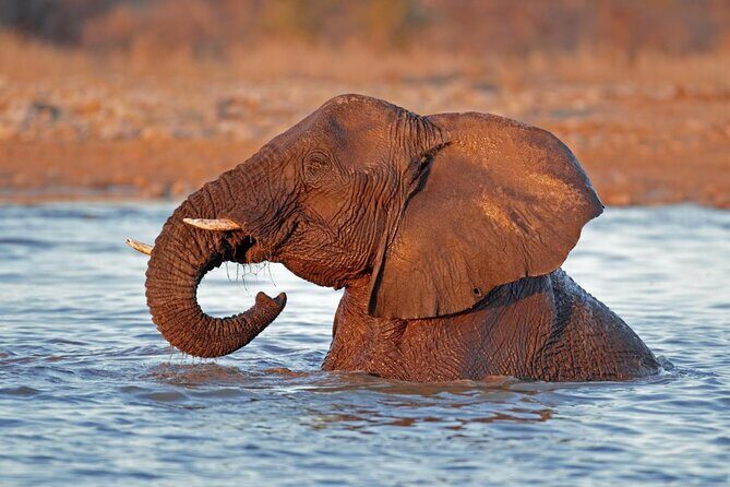 6 Day Sand, Sea & Etosha Budget Camping Safari - Key highlights at a glance