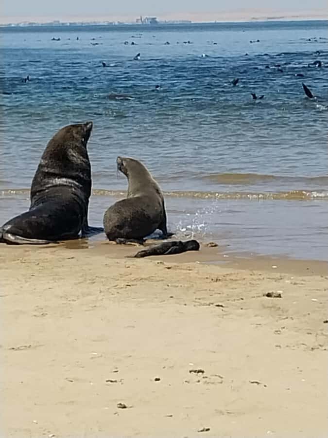 Catamaran Dolphin Cruise and Sandwich Harbour Tour - Walvis Bay lagoon wetlands and Pink Salt Lakes: the scenery stops that add meaning