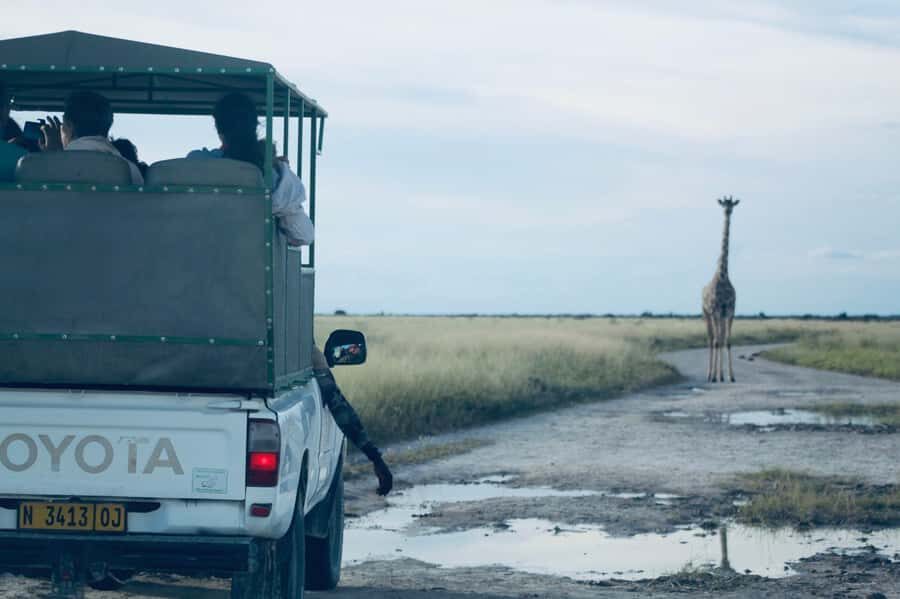 Etosha National Park: Full or Half-Day Game Drive - Midday Break Inside the Park: When You Regroup for the Afternoon