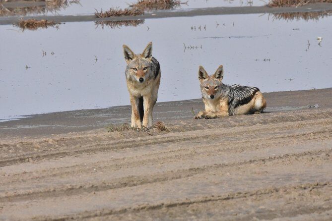 Exhilarating Sandwich Harbour 4x4: Guided Self drive experience - Key Points Before You Go