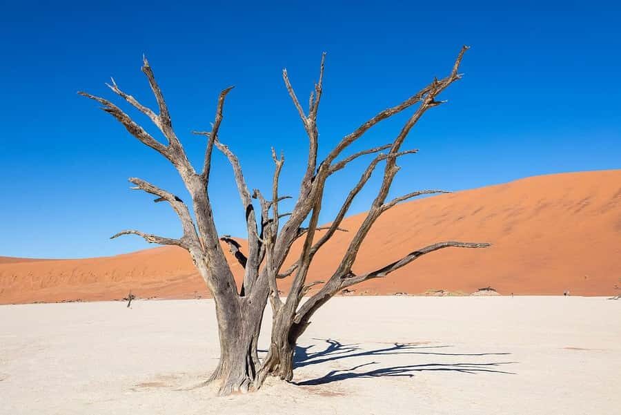 From Windhoek: 3-Day Sossusvlei Shared Shuttle Tour - From Windhoek to Sossusvlei: the early start that shapes everything