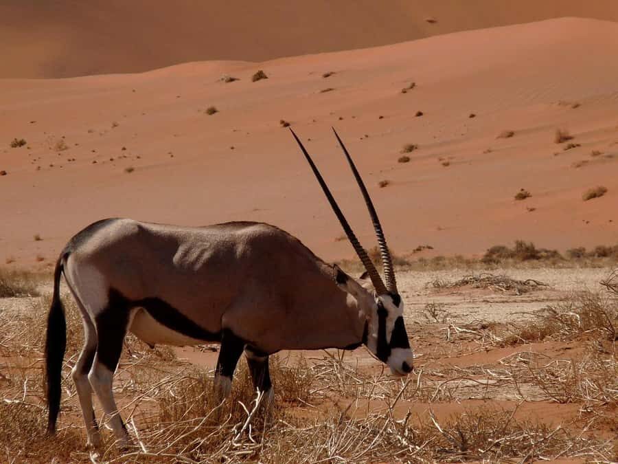 From Windhoek: 3-Day Sossusvlei Shared Shuttle Tour - Day 1: drive in, check in, and choose how to spend your desert afternoon