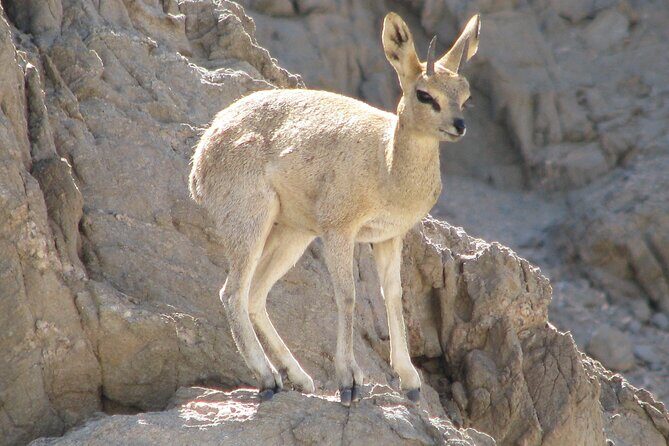 Full-Day Tour in Namib Desert from Swakopmund, Namibia - Key Highlights That Make This Tour Worth Your Time