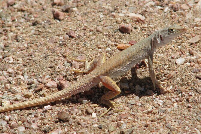 Full-Day Tour in Namib Desert from Swakopmund, Namibia - Wildlife Stops: What You Can Reasonably Hope to See
