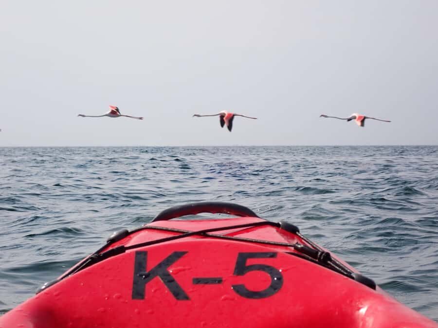 Kayak Dune Day - Morning Kayak at Pelican Point: Cape Fur Seals Around You