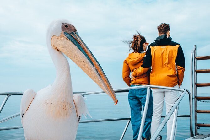 Mola Mola Marine Dolphin Cruise & Beach Braai on Pelican Point - Who this cruise works best for