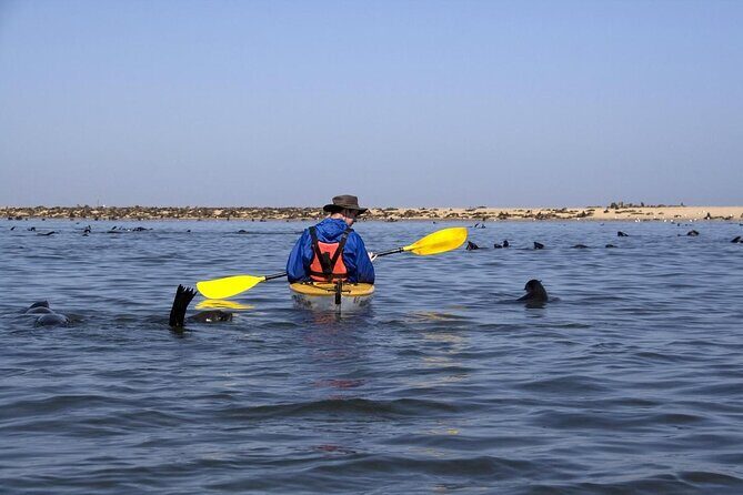 Pelican Point tours,Lagoon tours, Dune7 Adventure - Day 1: Seals, Flamingos, Pelicans, and the Dune 7 Sand Run