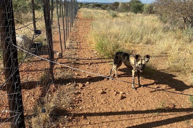 Predator Encounter: Half-Day Carnivore Feeding Windhoek - Key things to know before you go