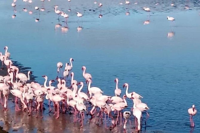 Private Half Day Coast Tour of Walvis Bay and Swakopmund City - Private tour reality: customization, small group size, and photo-friendly pacing