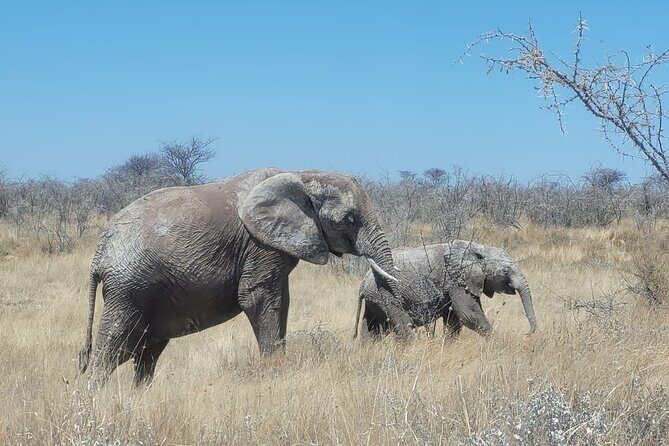 Private Multi-Day Tour Self-Drive for Beginners Safari in Namibia - Waterberg Plateau Park: a good warm-up before the big wildlife push