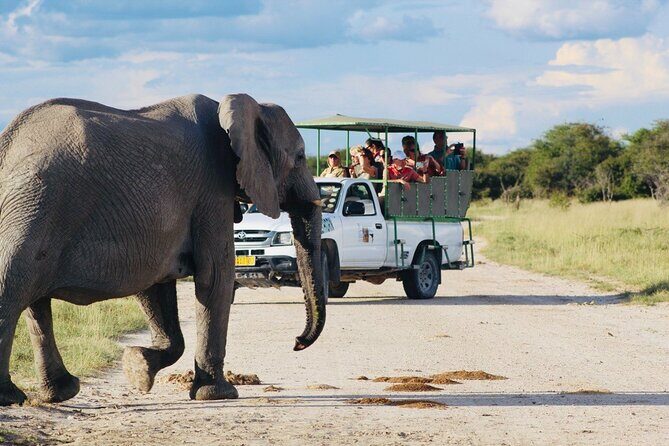 Safari in Etosha national park with professional tour guides born in Etosha. - Key things to know before you go