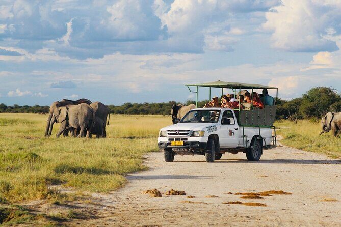 Safari in Etosha national park with professional tour guides born in Etosha. - Wildlife sightings: what to expect realistically