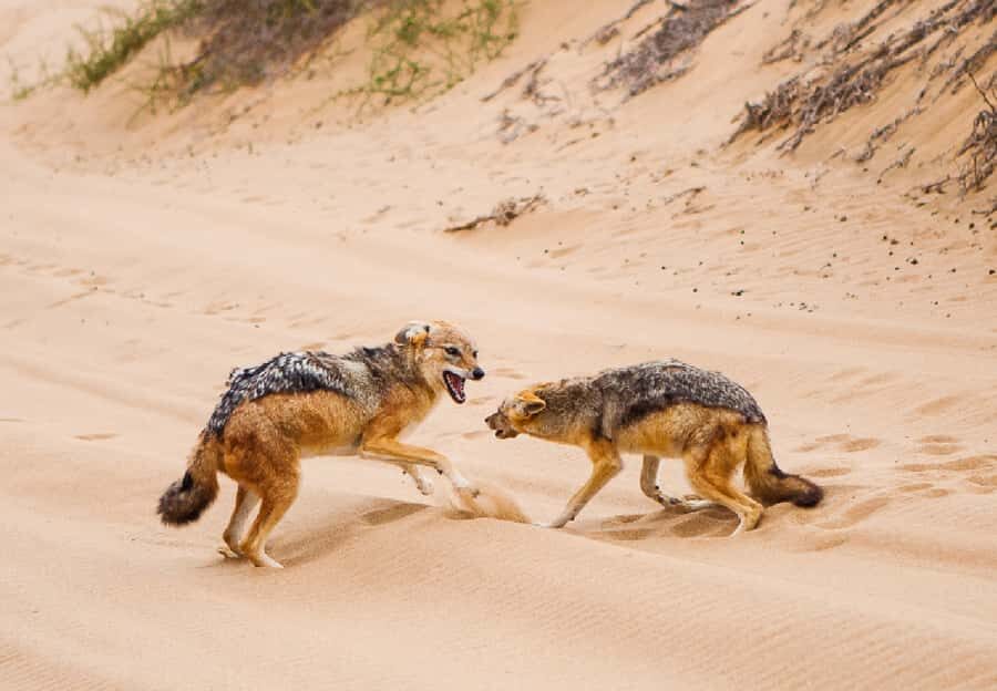 Sandwich Harbour 4x4 Guided Tour - Sandwich Harbour in Namib-Naukluft Park: Dunes, Wildlife, and the Tides Question