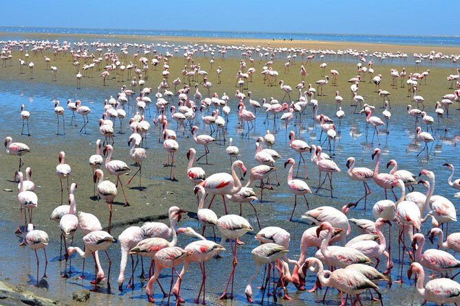 Sandwich Harbour Half Day Excursion - Price of $155.84: Is it worth it for a half day?