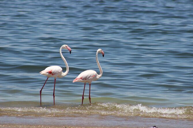 Sandwich Harbour Half Day Scenic Excursion - Key things I’d clock before you go