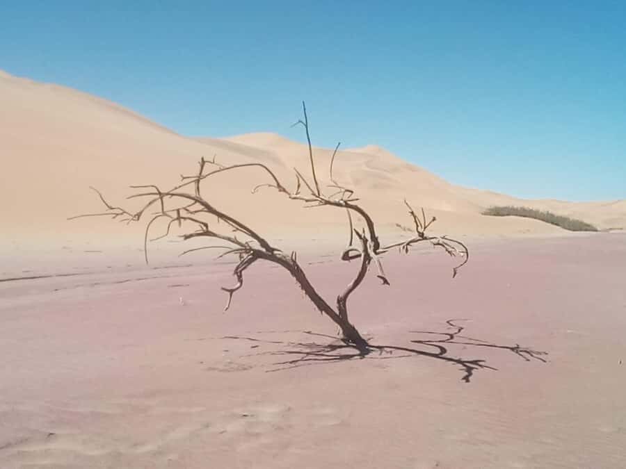 Sandwich harbour r Kayak and dune tour - Dune Driving with Photo Stops: Fun, Dust, and the Wildlife Odds