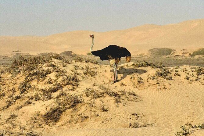 Unforgettable Half Day Adventure, Explore Sandwich Harbour - Sandwich Harbour Booking: Where the Namib Dunes Meet the Atlantic