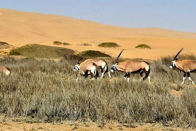 Unforgettable Half Day Adventure, Explore Sandwich Harbour - Namib-Naukluft Park Stop: Wetlands, Birdlife, and the Nara Plant Story