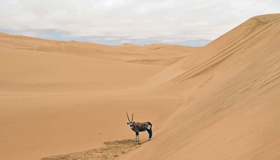 Walvis Bay: Sandwich Harbour Sunset Photography Tour - Should you book this Sandwich Harbour sunset tour?