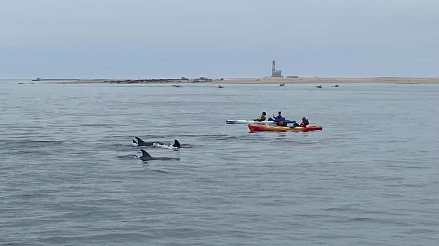 Walvis Bay: Seal Kayaking Adventure with Brunch - Key points at a glance