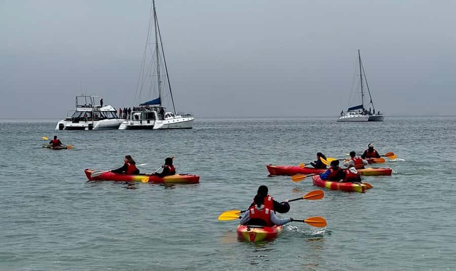 Walvis Bay: Seal Kayaking Adventure with Brunch - Who this tour suits best (and who should skip)