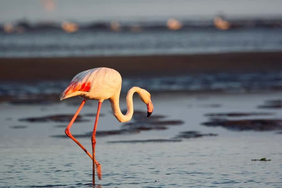 Walvis Bay Shore Excursion: Flamingos, Dune 7, Swakopmund - Price and Value: What $200 Covers (and What Costs Extra)