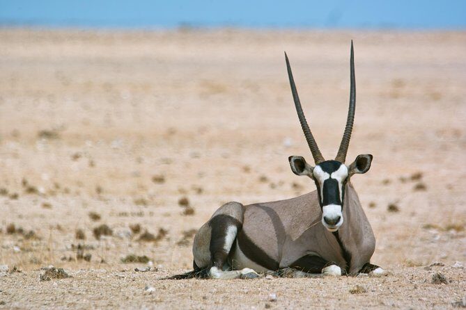 Wildlife and Landscape Tour- full-day (7hours) from Walvis Bay - Key things to know before you go
