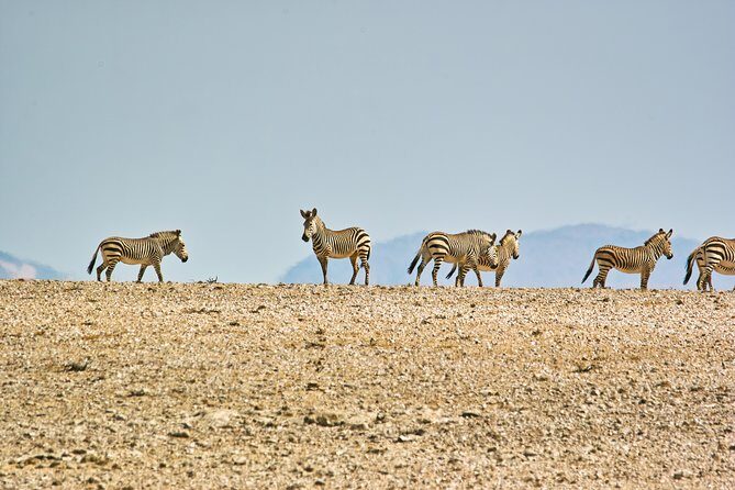 Wildlife and Landscape Tour- full-day (7hours) from Walvis Bay - Price and value: is $425.69 fair for a day like this?